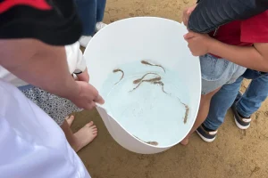 Liberación de pintarrojas